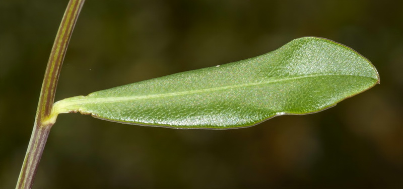 Bupleurum fruticosum.07