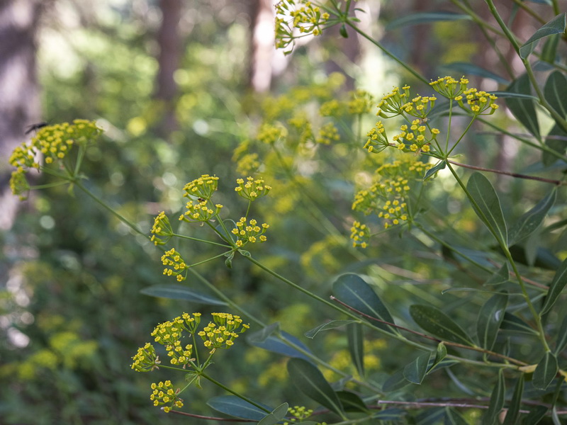 Bupleurum fruticosum.09