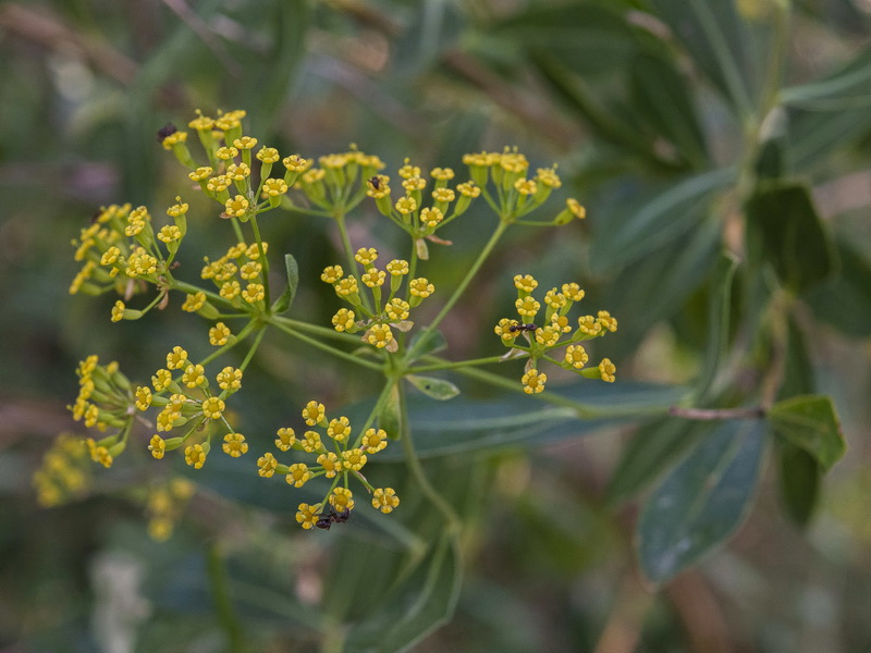 Bupleurum fruticosum.10