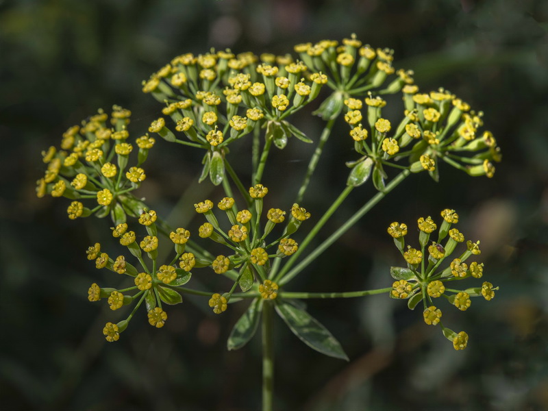 Bupleurum fruticosum.12