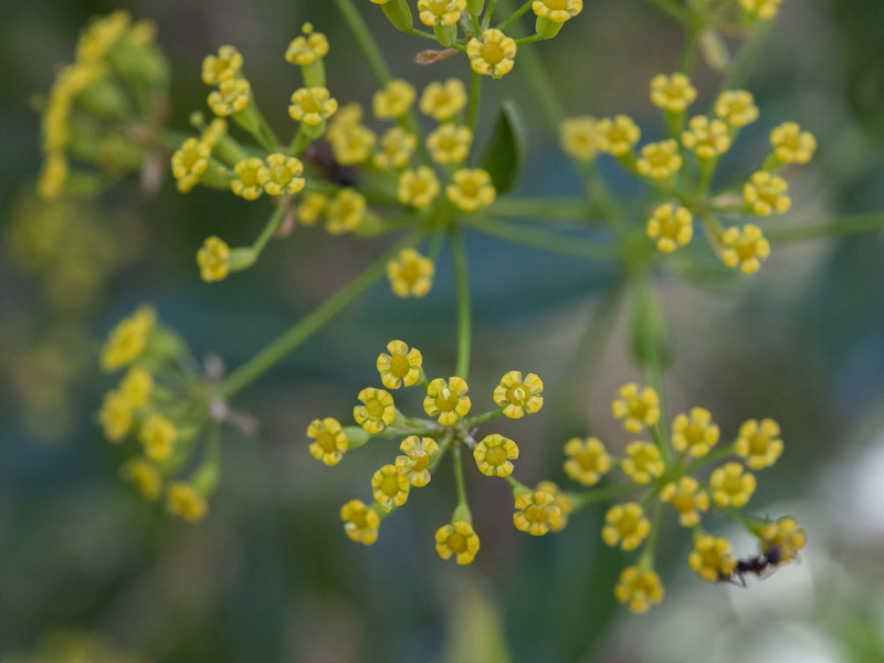 Bupleurum fruticosum.16