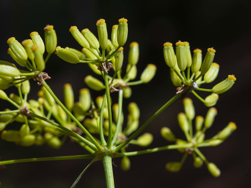 Bupleurum fruticosum.19