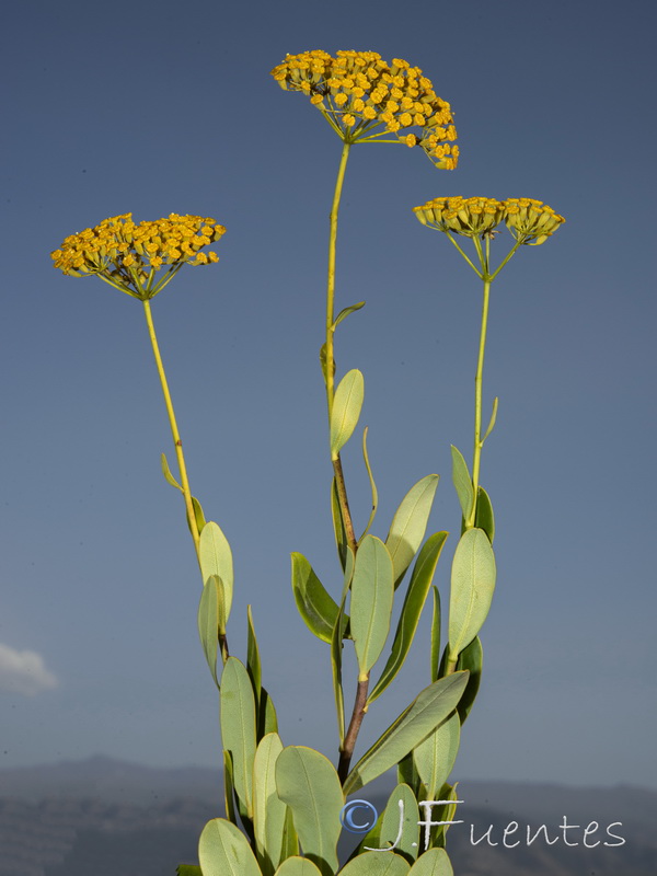 Bupleurum fruticosum.20