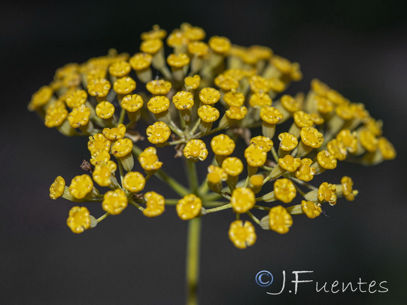 Bupleurum fruticosum.21