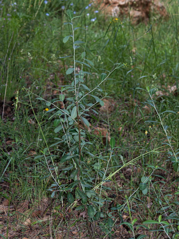 Bupleurum fruticosum.04