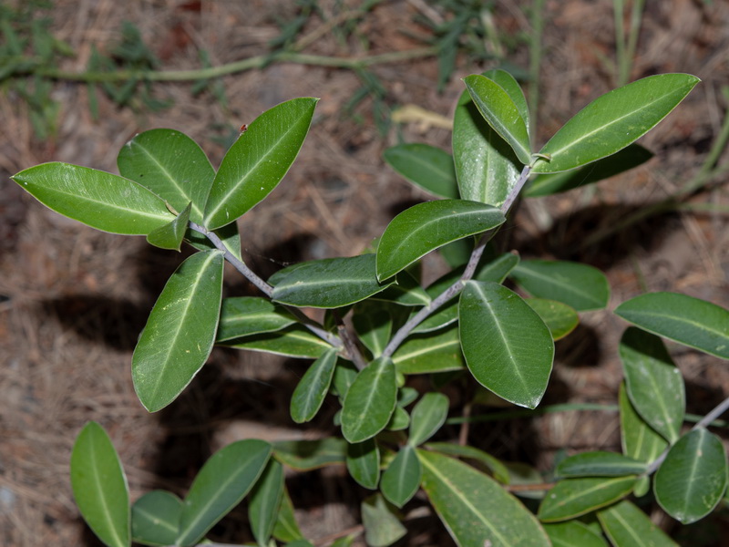 Bupleurum fruticosum.05