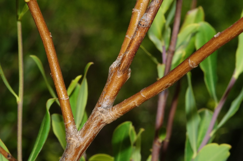 Bupleurum fruticosum.26