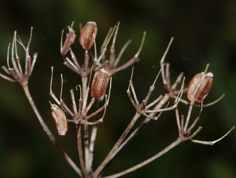 Bupleurum fruticosum.27