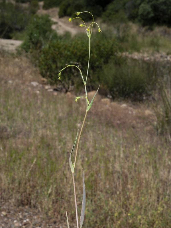 Bupleurum gerardi.01