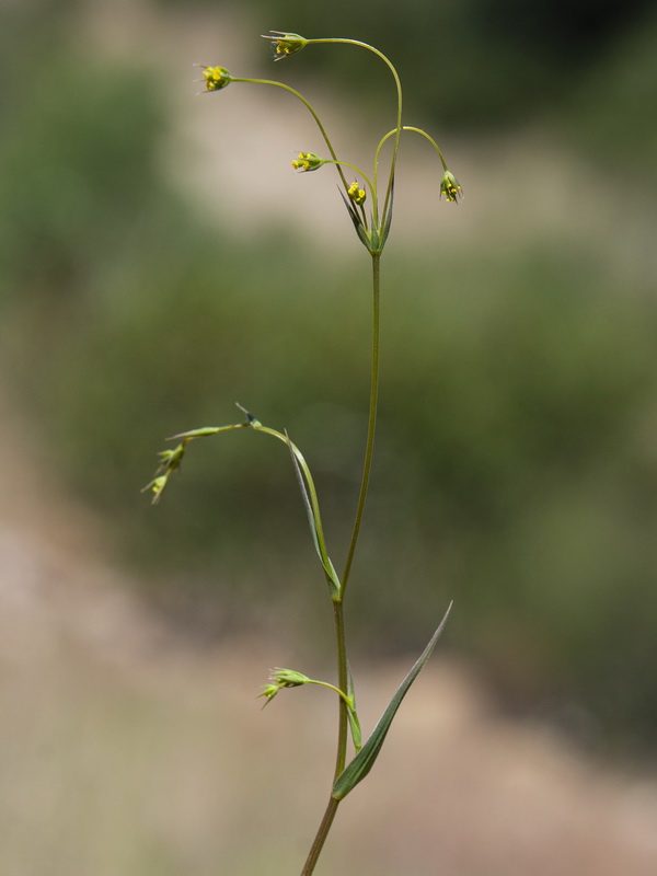 Bupleurum gerardi.04