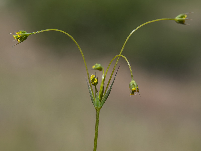 Bupleurum gerardi.05