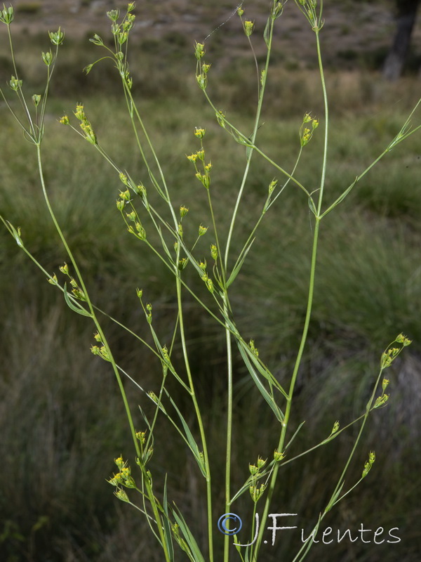 Bupleurum gerardi.06