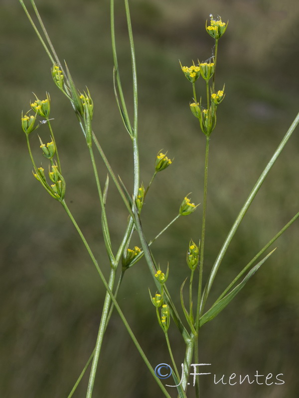 Bupleurum gerardi.07