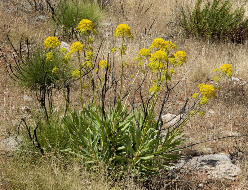 Bupleurum gibraltarium.03