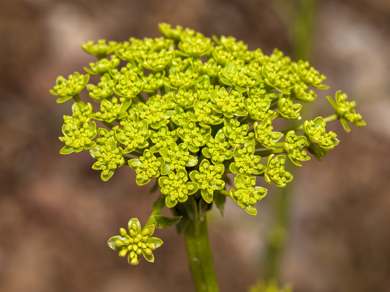 Bupleurum gibraltarium.16