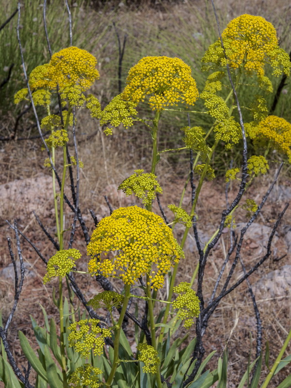 Bupleurum gibraltarium.21