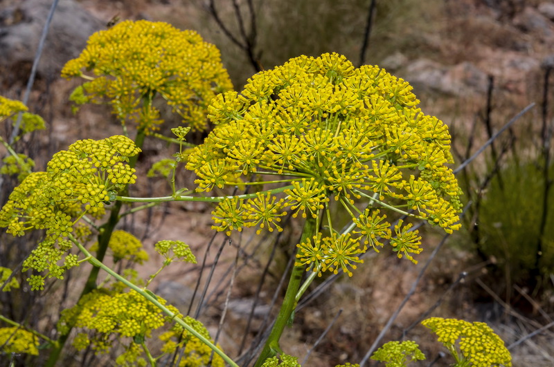 Bupleurum gibraltarium.23