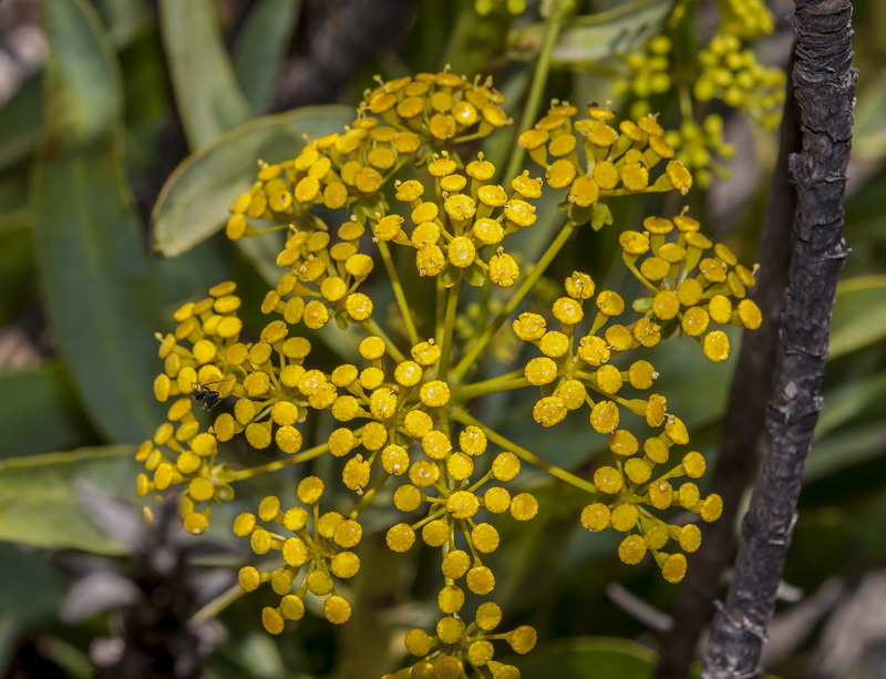 Bupleurum gibraltarium.26