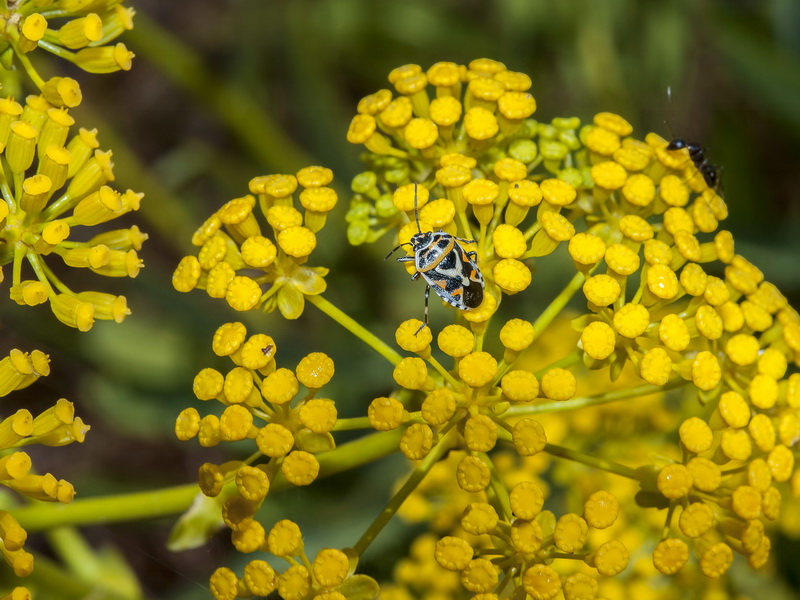 Bupleurum gibraltarium.27