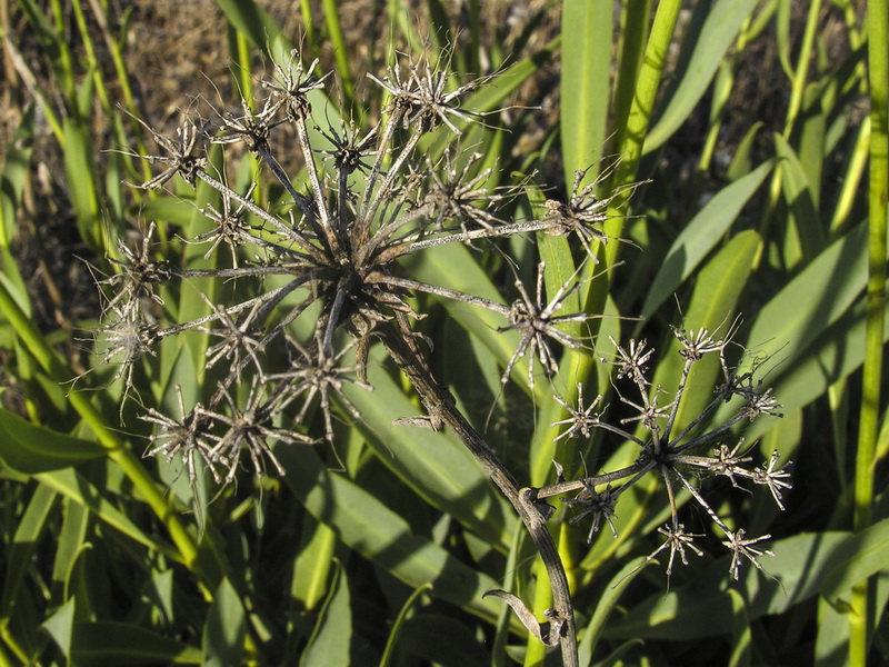 Bupleurum gibraltarium.29