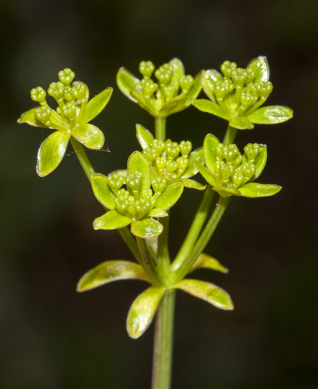 Bupleurum gibraltarium.34