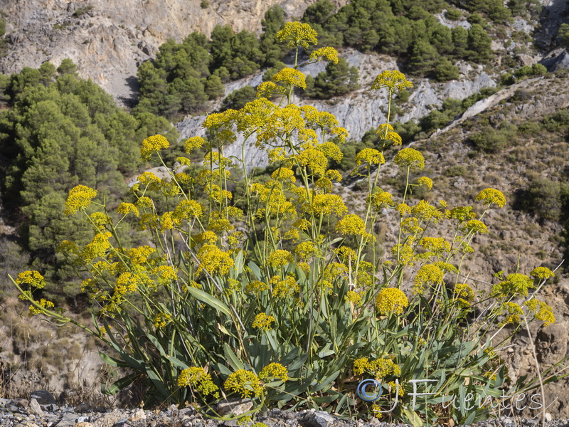 Bupleurum gibraltarium.40