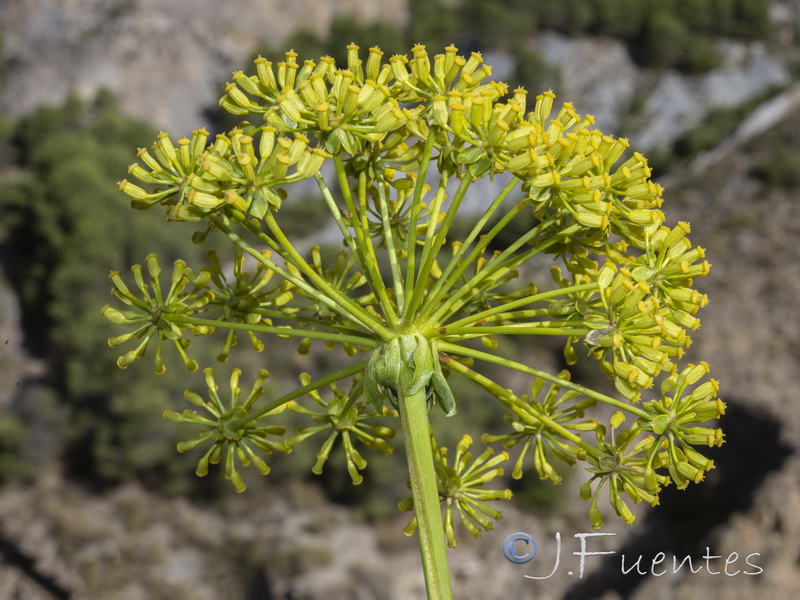 Bupleurum gibraltarium.42