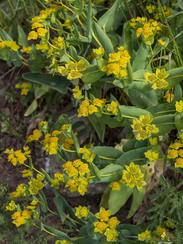 Bupleurum lancifolium.01