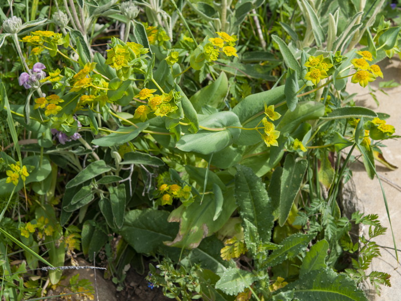 Bupleurum lancifolium.02