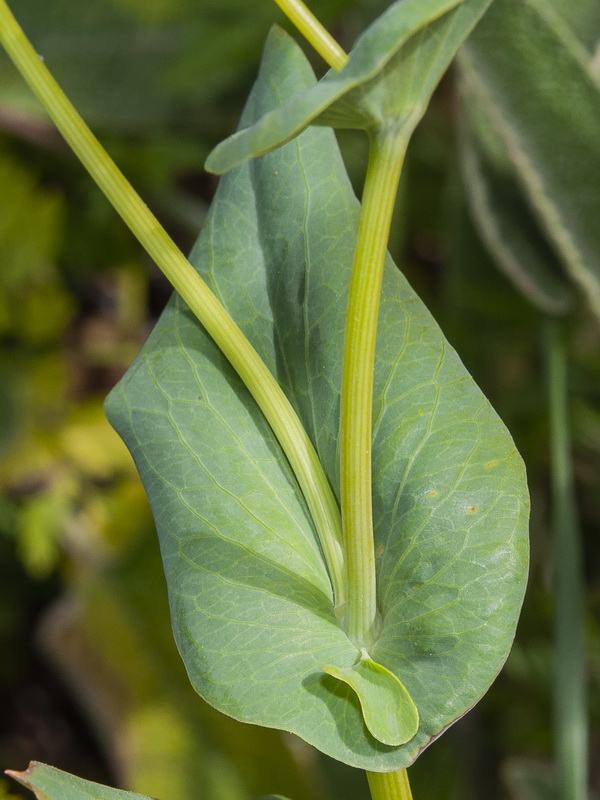 Bupleurum lancifolium.05