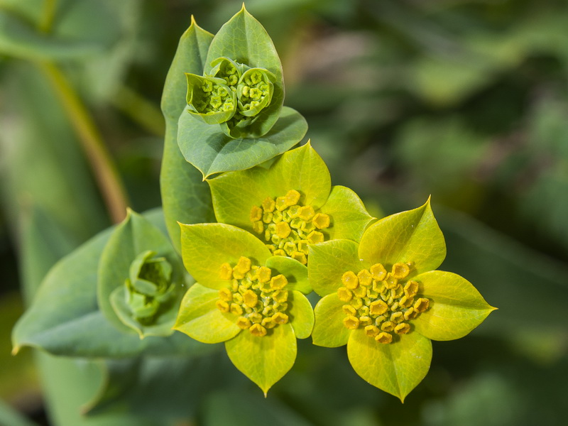 Bupleurum lancifolium.06