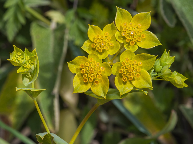 Bupleurum lancifolium.08