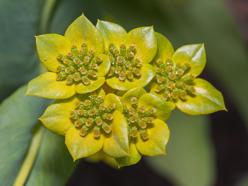 Bupleurum lancifolium.15