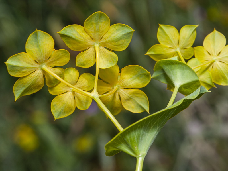 Bupleurum lancifolium.19