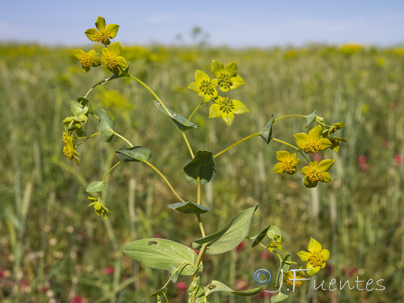 Bupleurum lancifolium.21