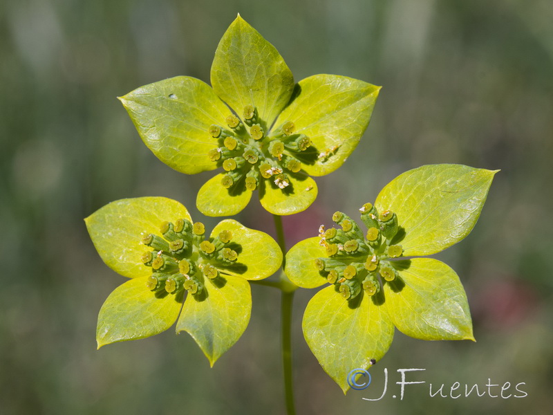 Bupleurum lancifolium.10