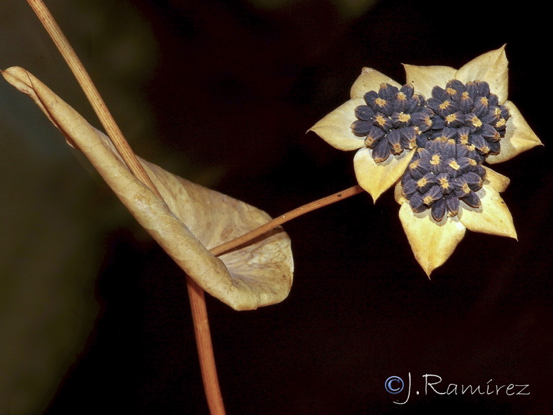 Bupleurum lancifolium.26