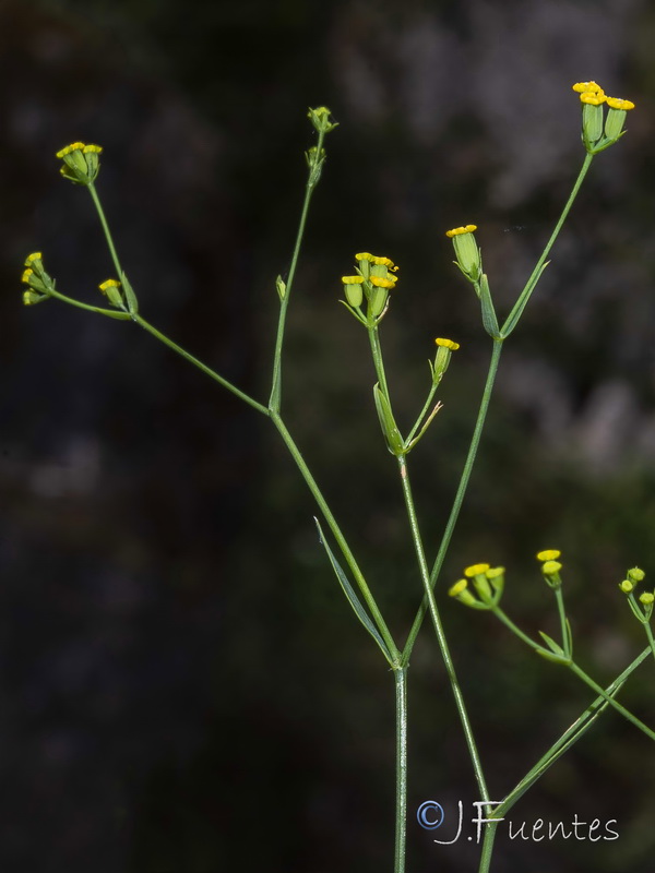 Bupleurum praealtum.06