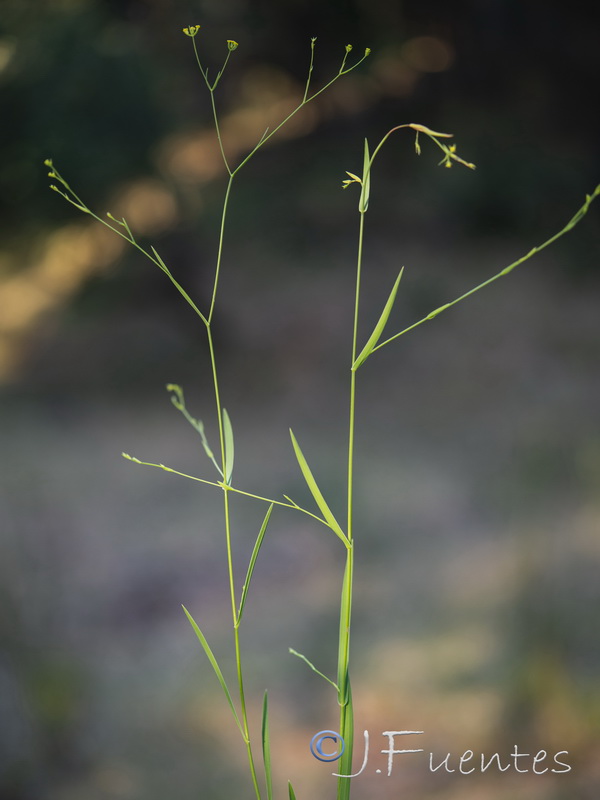 Bupleurum praealtum.08