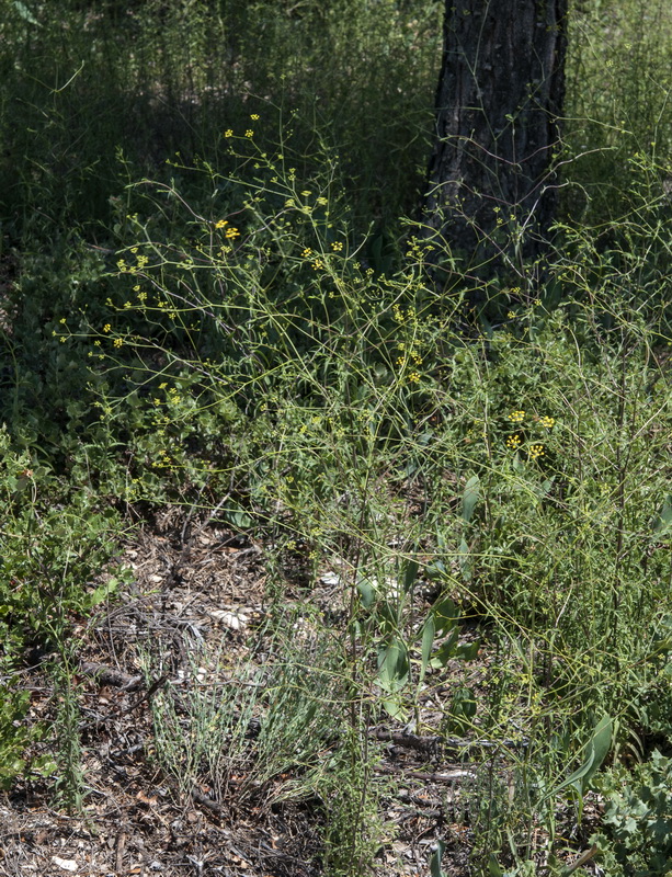 Bupleurum rigidum.01