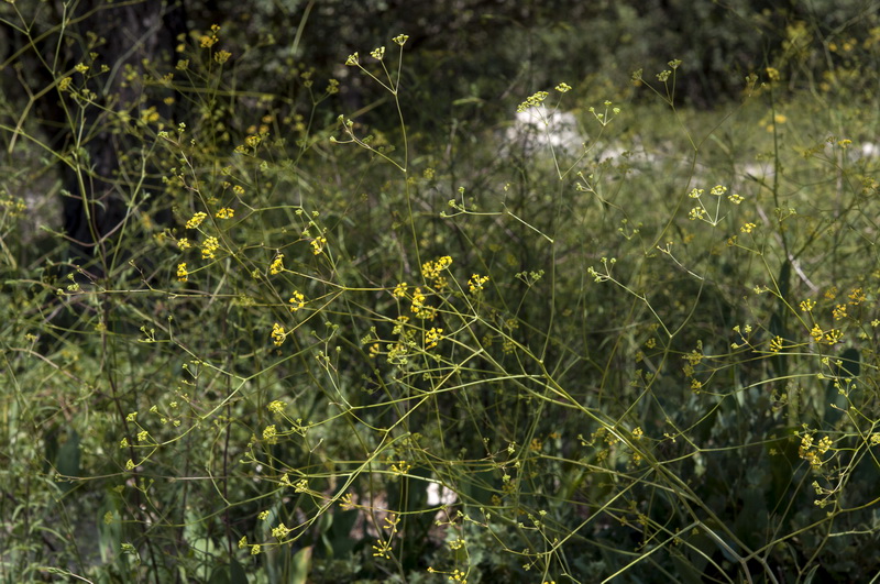 Bupleurum rigidum.03