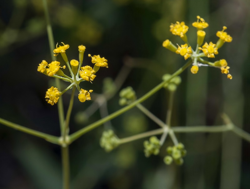 Bupleurum rigidum.09