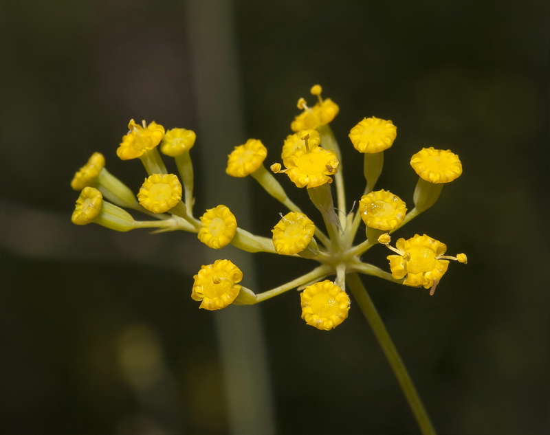 Bupleurum rigidum.11