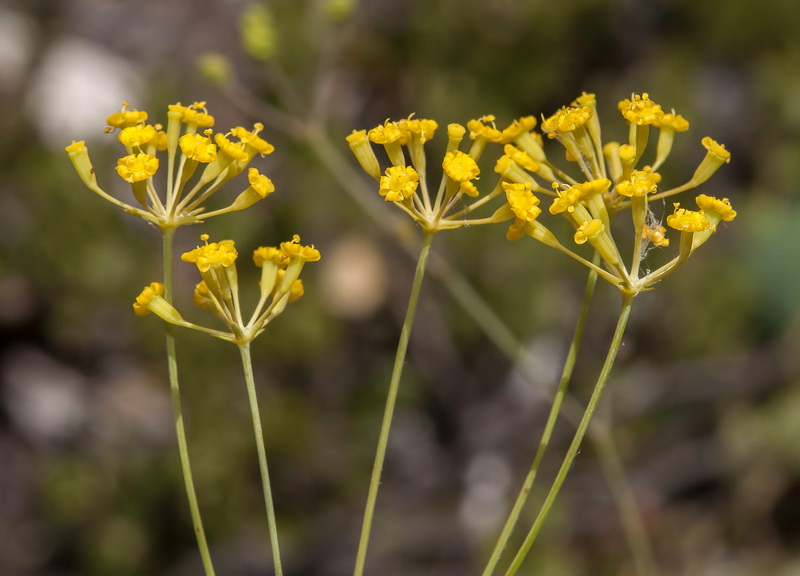 Bupleurum rigidum.13