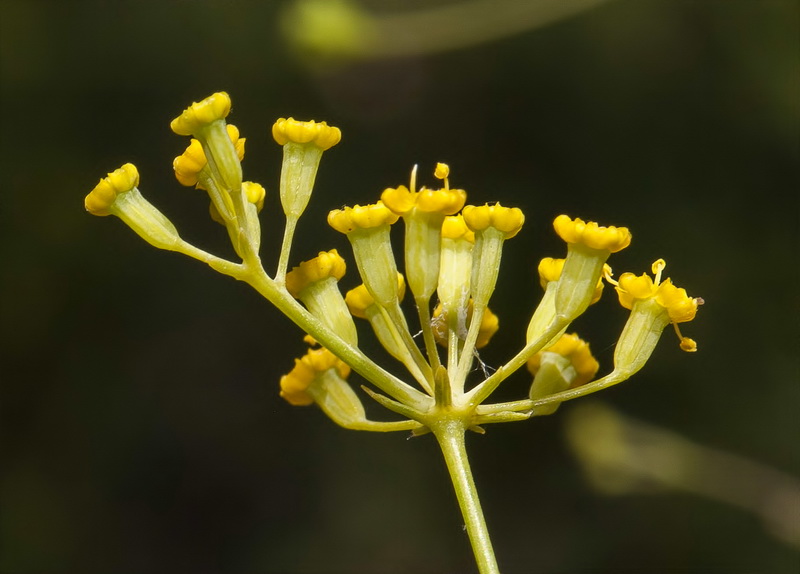 Bupleurum rigidum.14