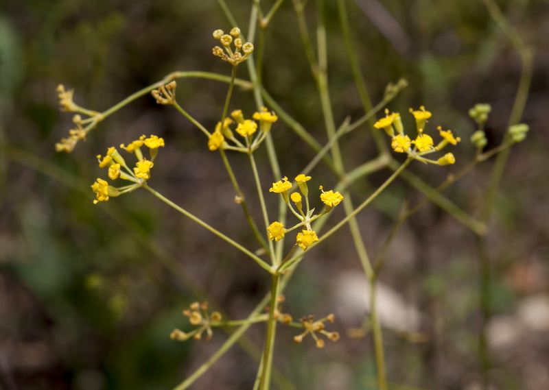 Bupleurum rigidum.16