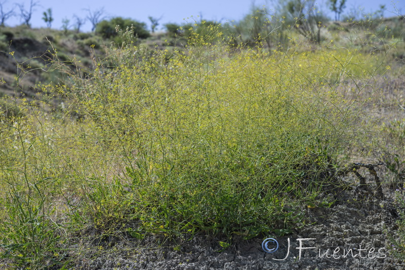 Bupleurum rigidum.17