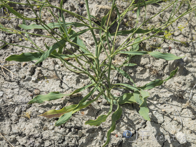 Bupleurum rigidum.18