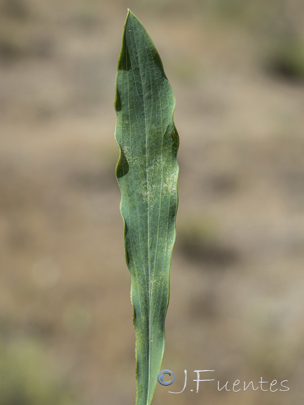 Bupleurum rigidum.04