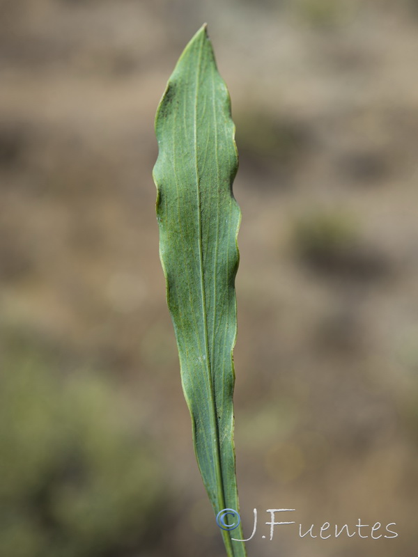 Bupleurum rigidum.20